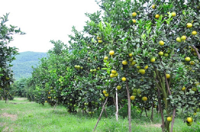 Cây ăn quả 7